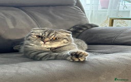 British Shorthair cats for sale: 4 lovely kittens looking for a nice home - Image 6
