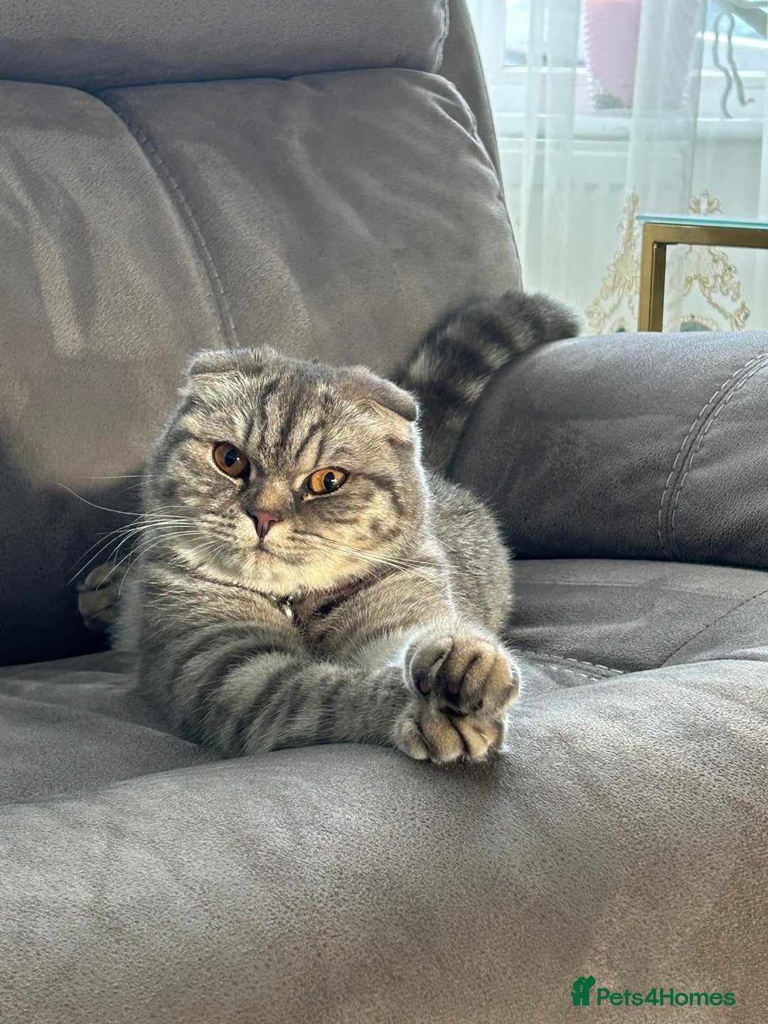British Shorthair cats for sale: 4 lovely kittens looking for a nice home - Image 6