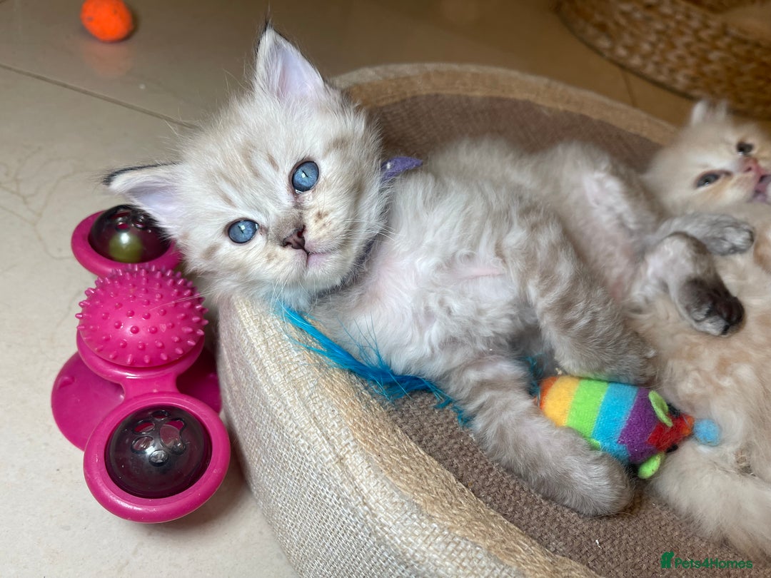 Ragdoll cats for sale: 💫Pedigree Cherubim Ragdolls💫 - Advert 12