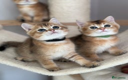 British Shorthair cats for sale: BSH Golden kittens  - Image 13