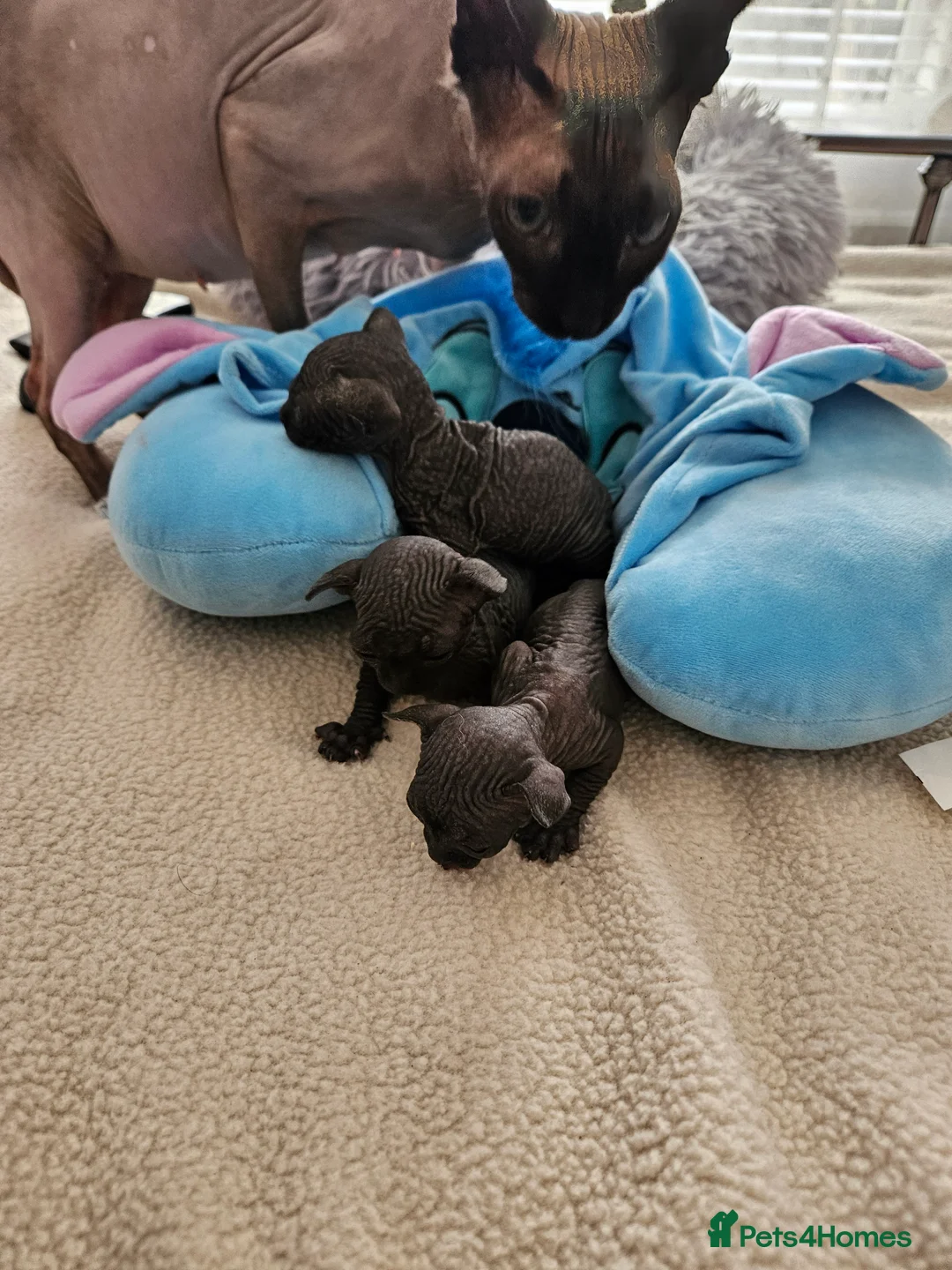 Sphynx cats for sale: Sphyx kittens in Crumlin - Advert 5