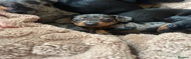 Dachshund 4