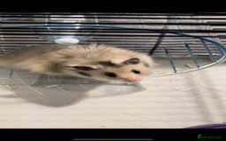 Hamster rodents for sale: 🐹 Syrian Hamster for Sale – Cage and Extras 🏡 - Image 2