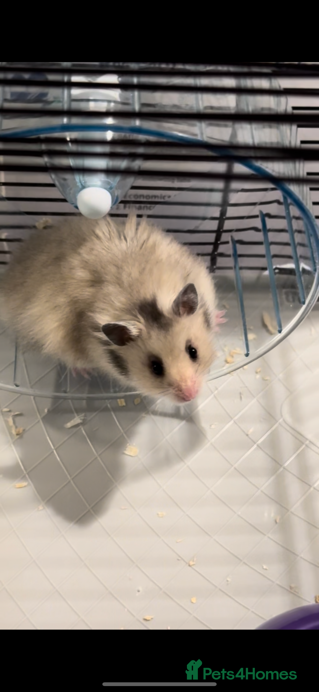 Hamster rodents for sale: 🐹 Syrian Hamster for Sale – Cage and Extras 🏡 - Image 2
