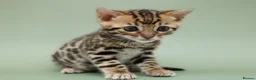 Bengal cats for sale: 🔥 Beautiful Bengal girl🔥 - Advert 10