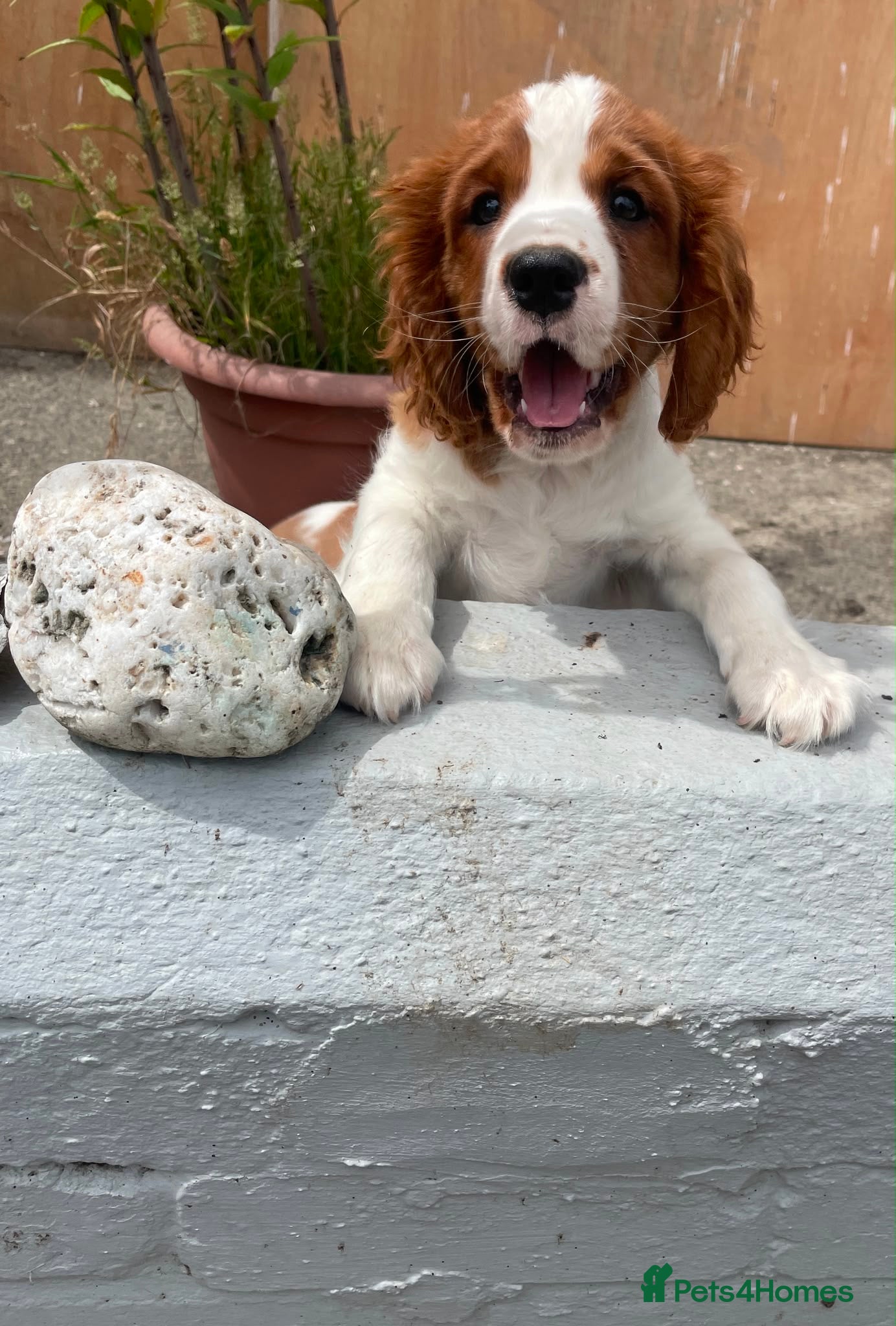 Cavalier King Charles Spaniel dogs 1 Handsome KC Registered Cavalier King Charles Boy - Advert 2