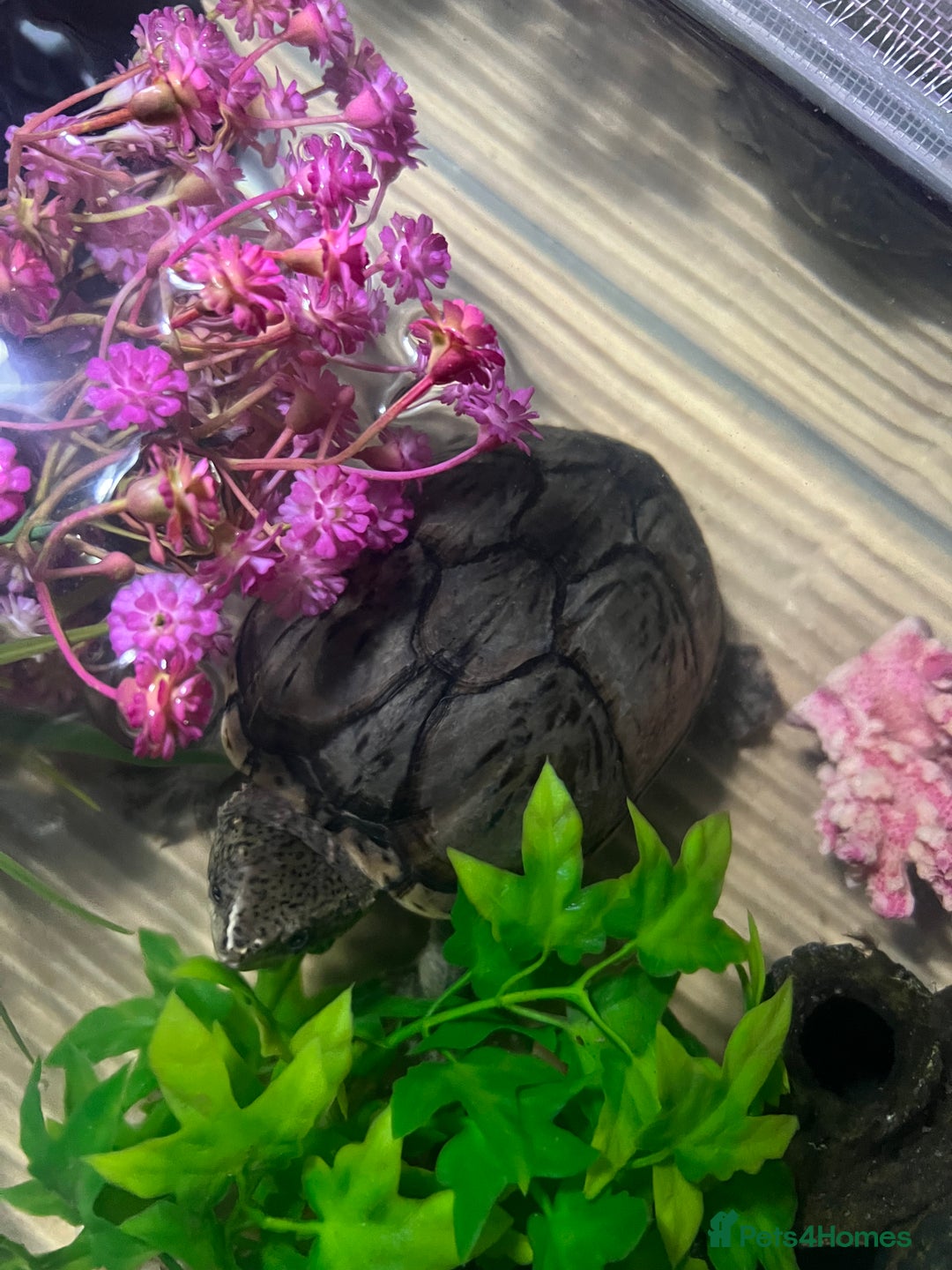 Turtle reptiles for sale: Female musk turtle - Image 1