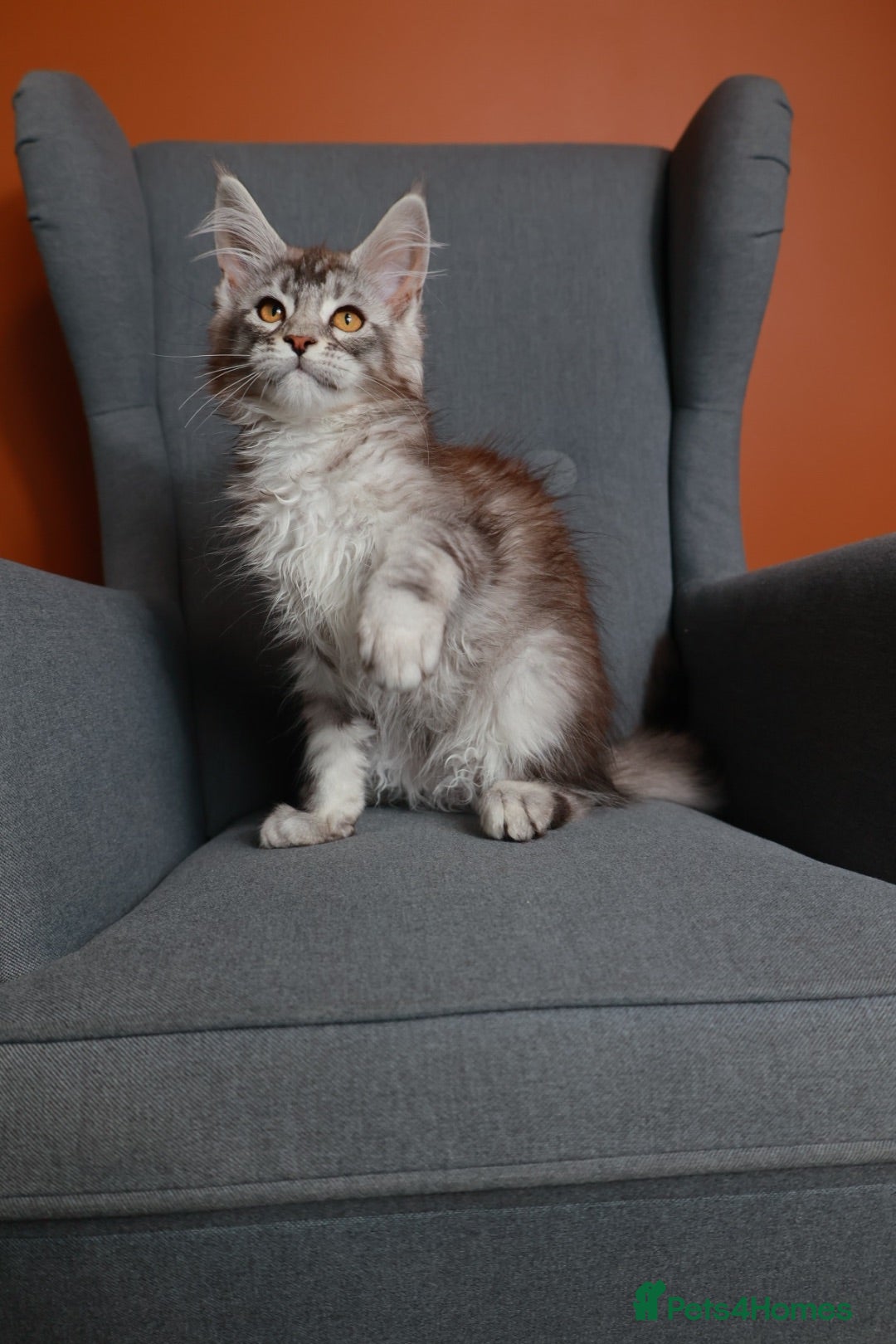 Maine Coon cats Maine coon 🧡🖤🩶 ready to leave - Advert 2