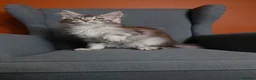 Maine Coon cats for sale: Maine coon 🧡🖤🩶 ready to leave - Advert 2