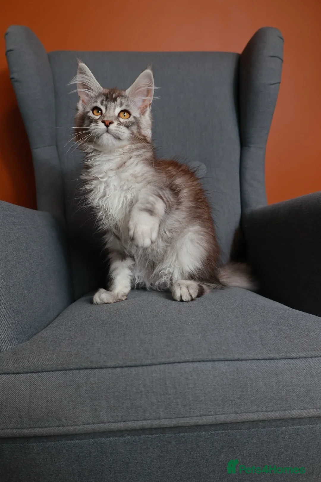 Maine Coon cats for sale: Maine coon 🧡🖤🩶 ready to leave - Advert 2