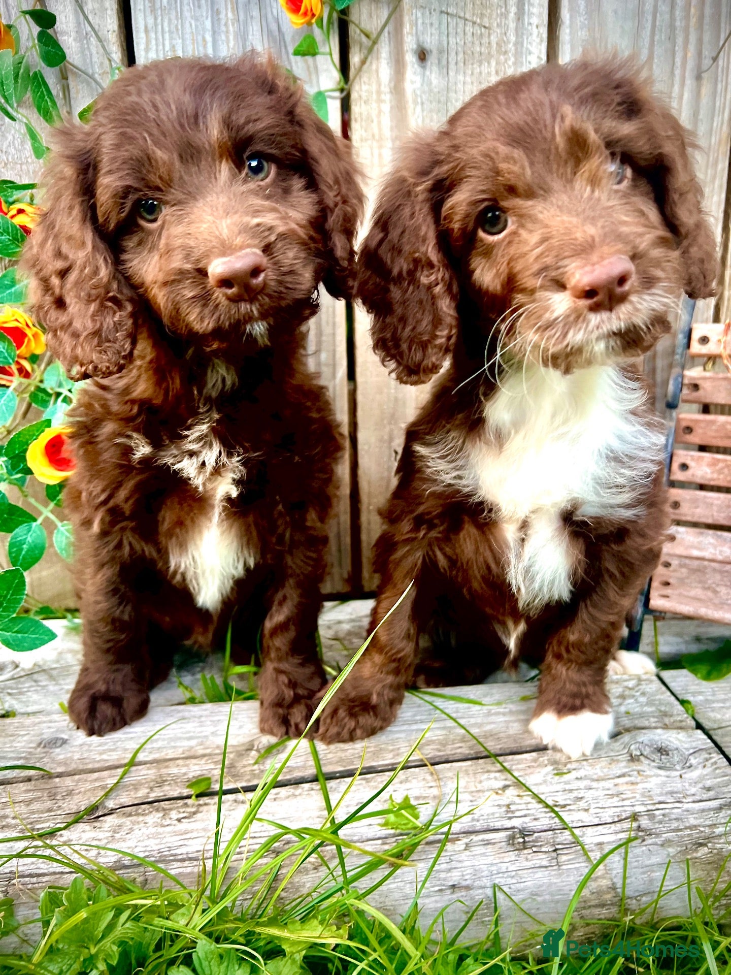 Sproodle dogs Rare Miniature Sproodle Chocolate  Puppies  - Advert 1