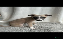 Whippet dogs for sale: Full kc registered whippets  - Image 4