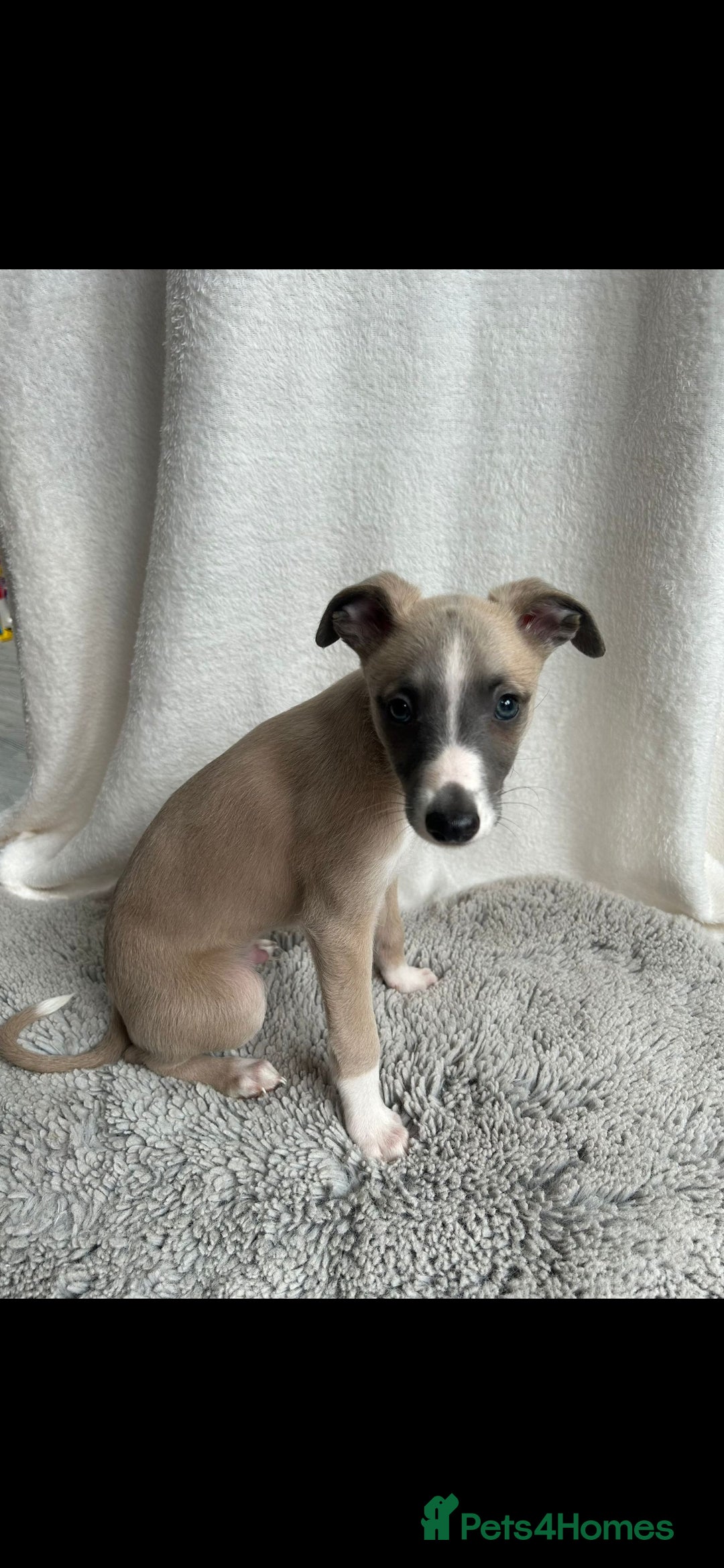 Whippet dogs for sale: Full kc registered whippets  - Image 4