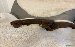 Miniature Dachshund dogs for sale: Miniature dachshund puppies  - Image 5
