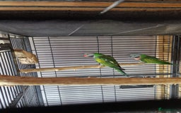 Parrots birds for sale: Moustache parrots  - Image 3