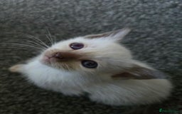 Siamese cats for sale:  Two chocolate point beautiful babies  - Image 2