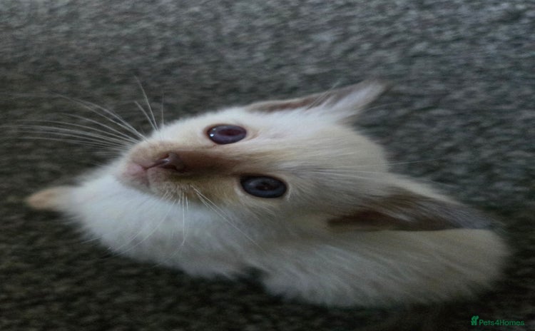 Siamese cats - Advert 2