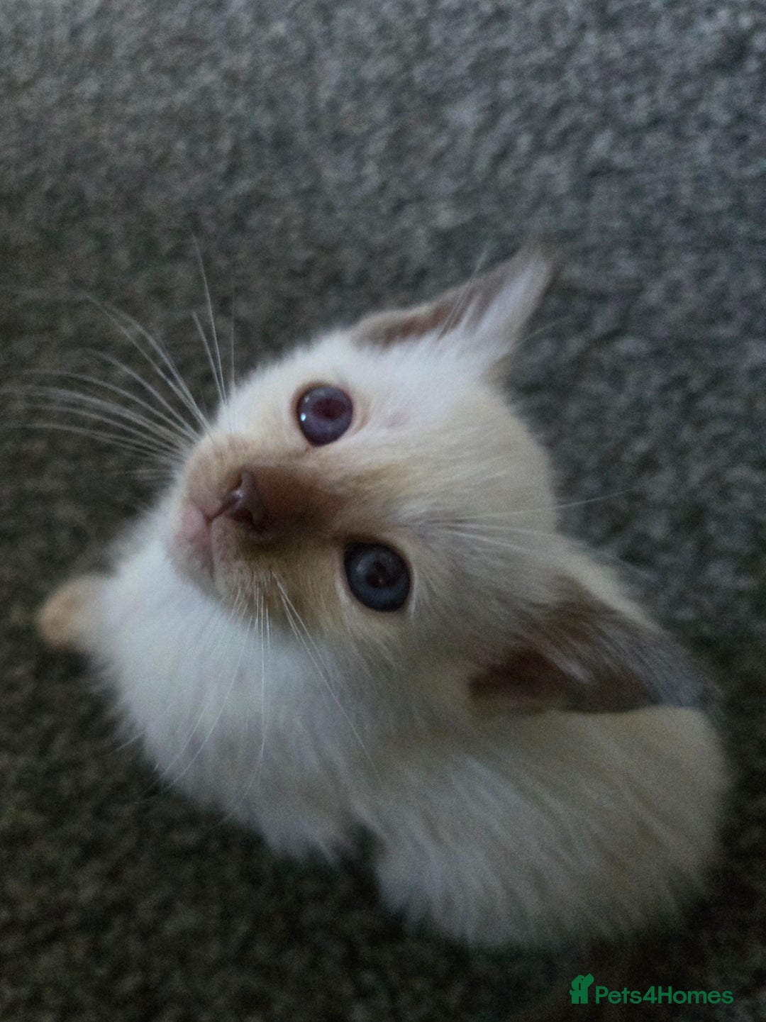 Siamese cats for sale:  Two chocolate point beautiful babies  - Image 2