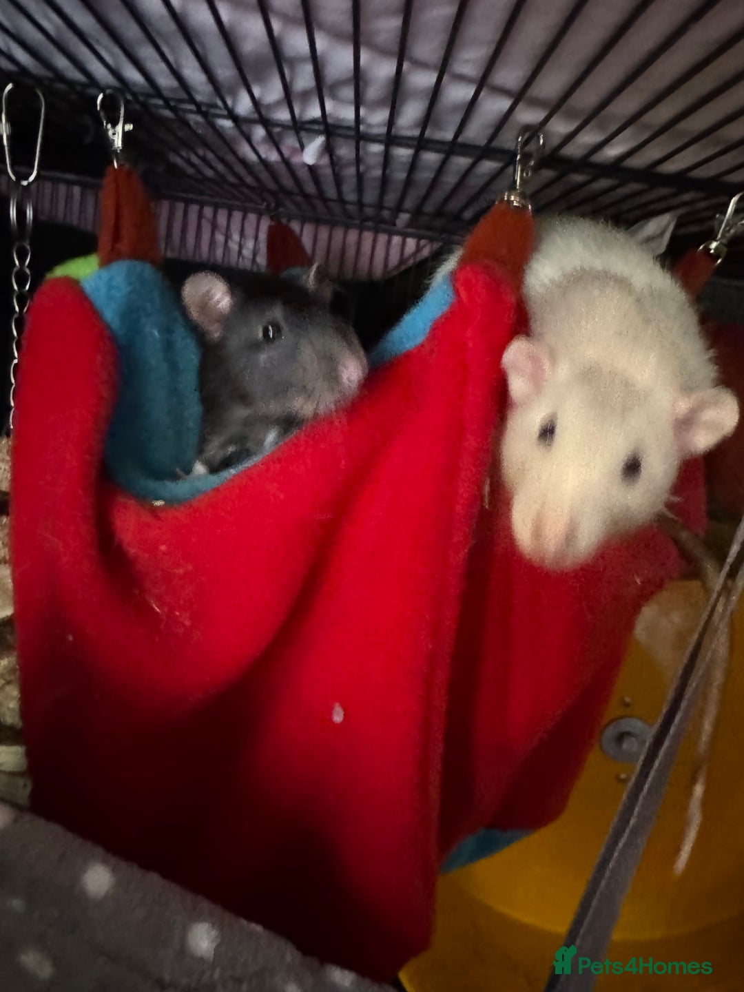 Rat rodents for sale: Rats for sale - Image 13