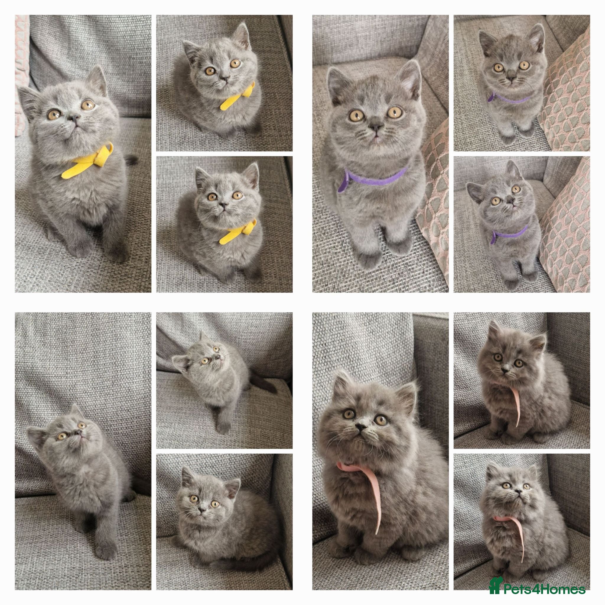 British Shorthair cats GCCF PEDIGREE BRITISH SHORTHAIR, BLUE, VIEW NOW - Advert 1