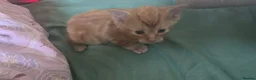 British Longhair cats for sale: Ginger and Tabby kitten for sale - Advert 1