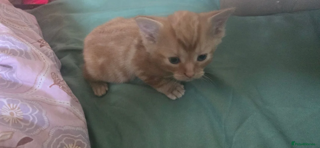 British Longhair cats for sale: Ginger and Tabby kitten for sale - Advert 1