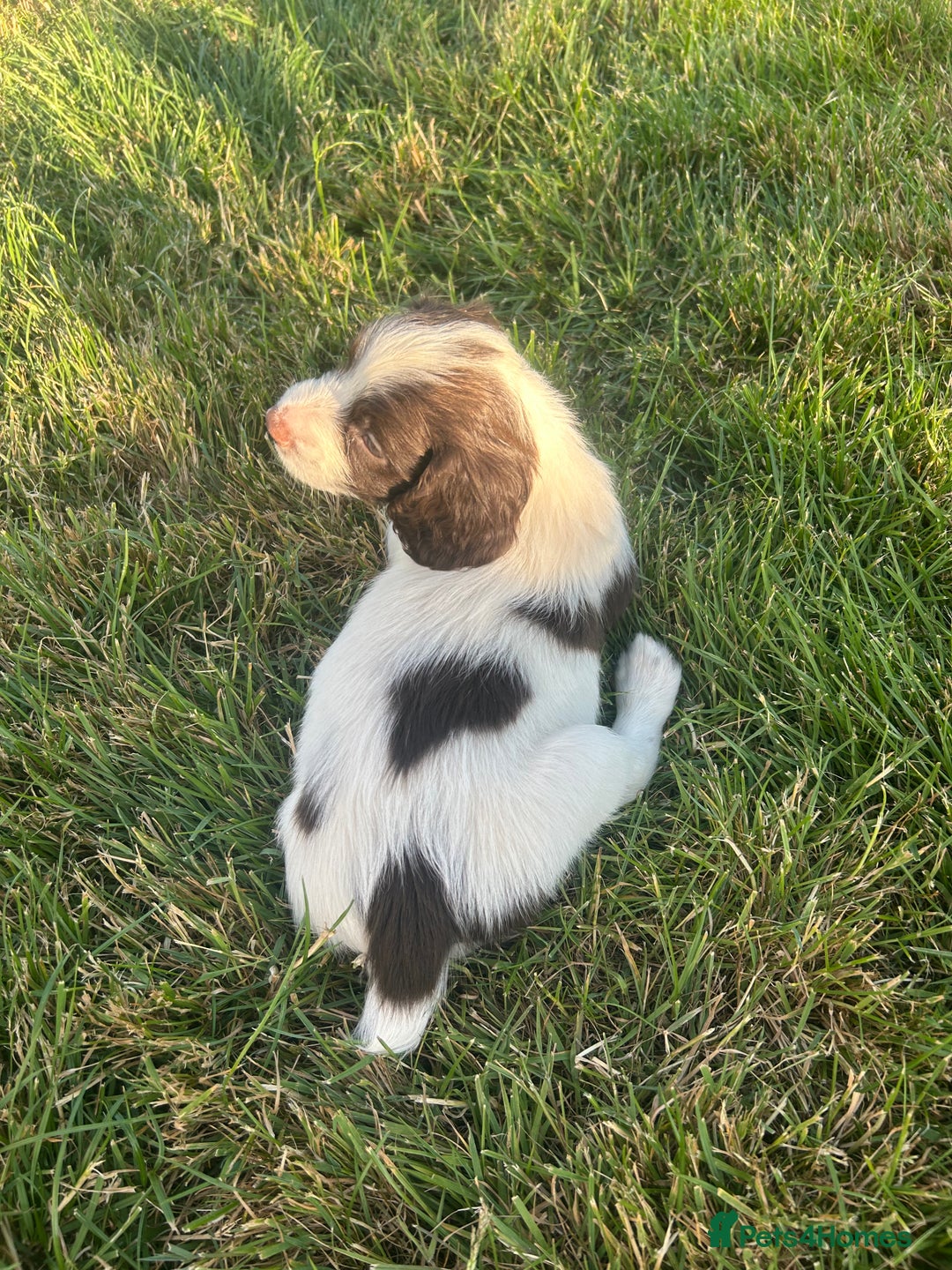 English Springer Spaniel dogs for sale: Springer spaniel pups  in Rugby - Image 6