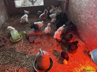 Chickens poultry Silkie chicks 8-10 weeks old - Advert 20