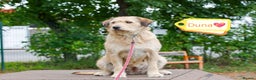 Mixed Breed dogs for adoption: 💖🐶 DUNA 🐶💖 - Advert 4