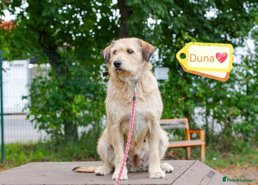 Mixed Breed dogs for adoption: 💖🐶 DUNA 🐶💖 - Advert 4
