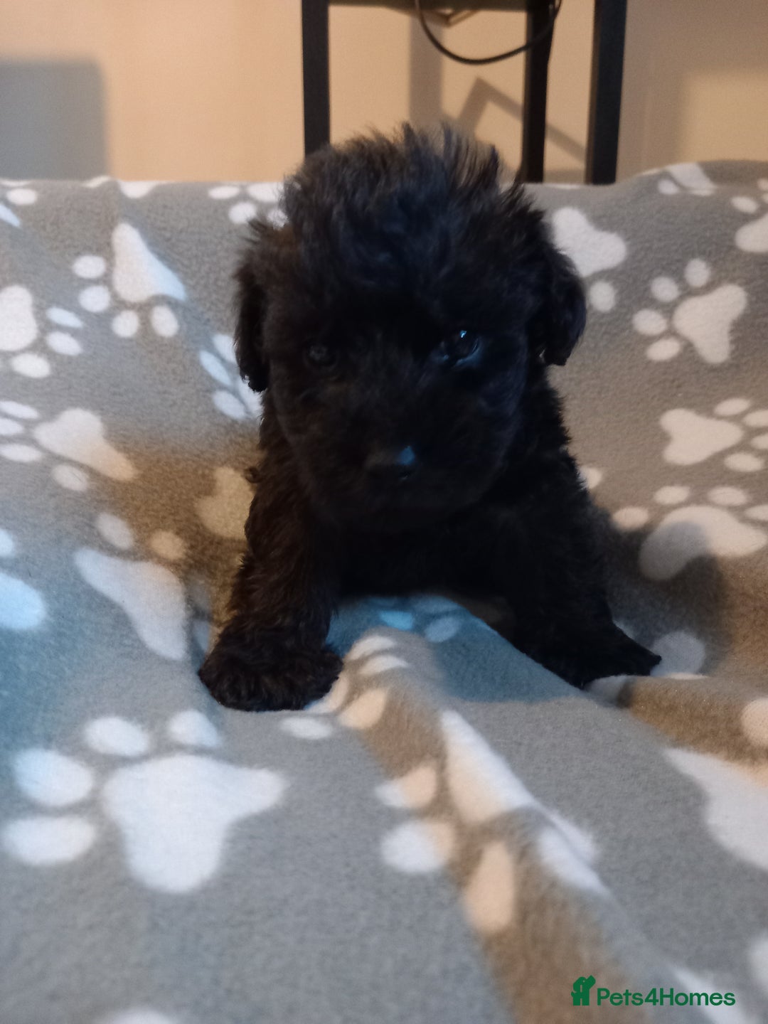 Mixed Breed dogs for sale: TOY SHNOODLES READY 21 DEC - Advert 21