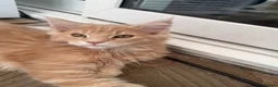 Maine Coon cats for sale: Pedigree TICA Mainecoons with champion dad  - Advert 10