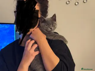 British Shorthair cats British short-haired 4 months and 1 week kitten - Advert 13