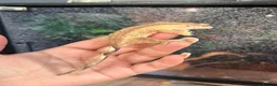 Gecko reptiles for sale: Crested geckos  - Advert 2