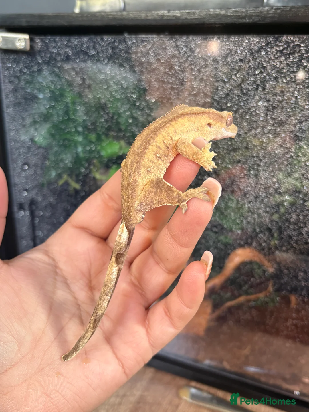 Gecko reptiles for sale: Crested geckos  - Advert 2
