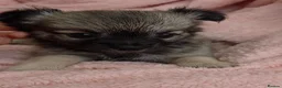 Chihuahua dogs for sale: Ready to leave Now long Coat Chihuahua male pup - Advert 22