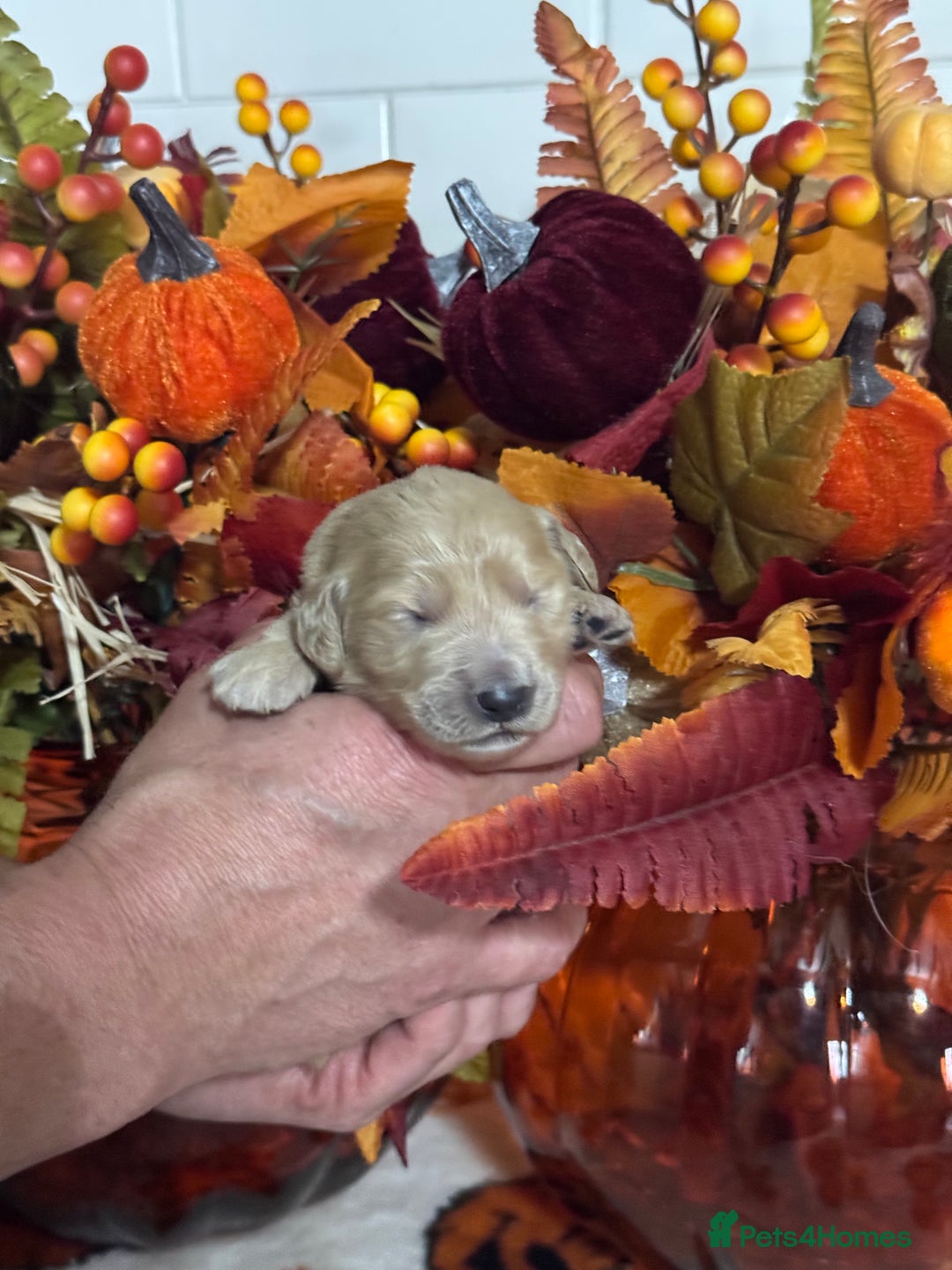 Mini Goldendoodle dogs for sale: 4 left mini gorgeous goldendoodles dna clear  - Image 4