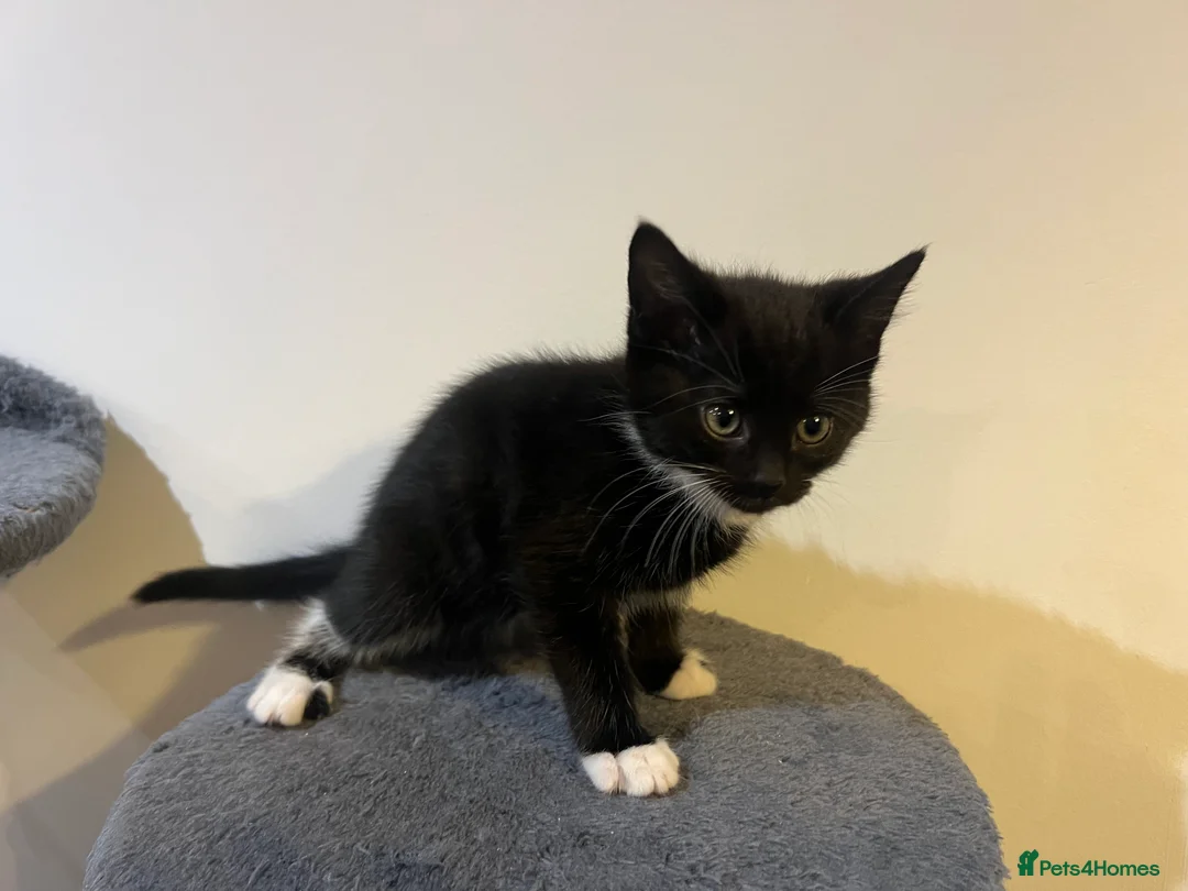 Mixed Breed cats for sale: kittens ready for a new home. - Advert 13