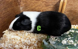 Guinea Pig rodents for sale: Boars and Sows - Image 24