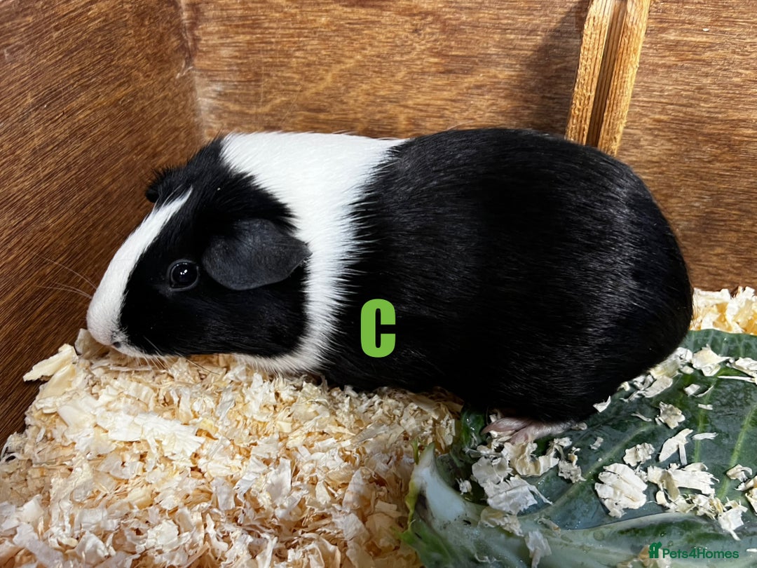 Guinea Pig rodents for sale: Boars and Sows - Image 24
