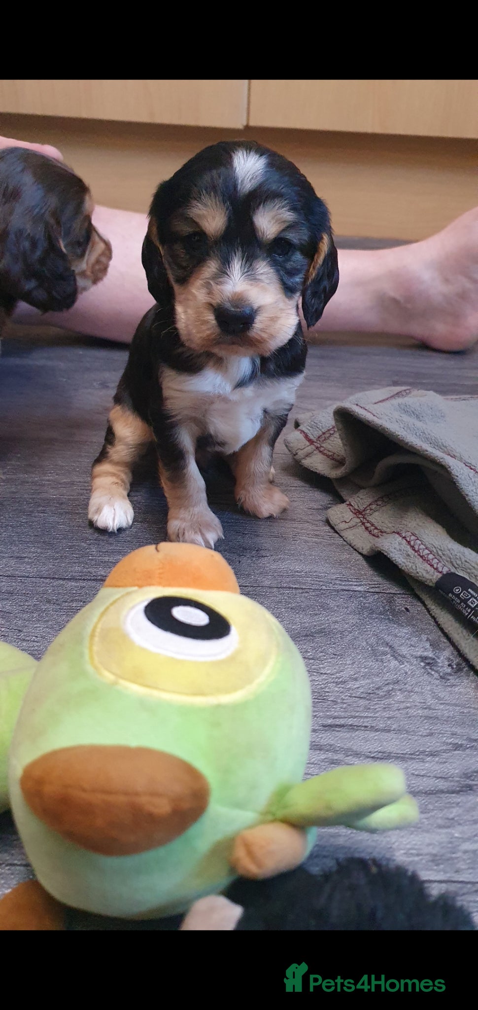 Cocker Spaniel dogs Cocker spaniel  - Advert 1