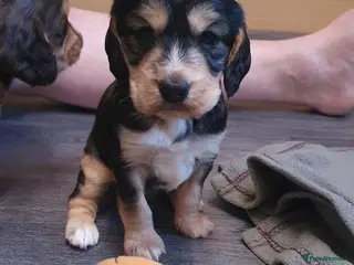 Cocker Spaniel dogs Cocker spaniel - Advert 5