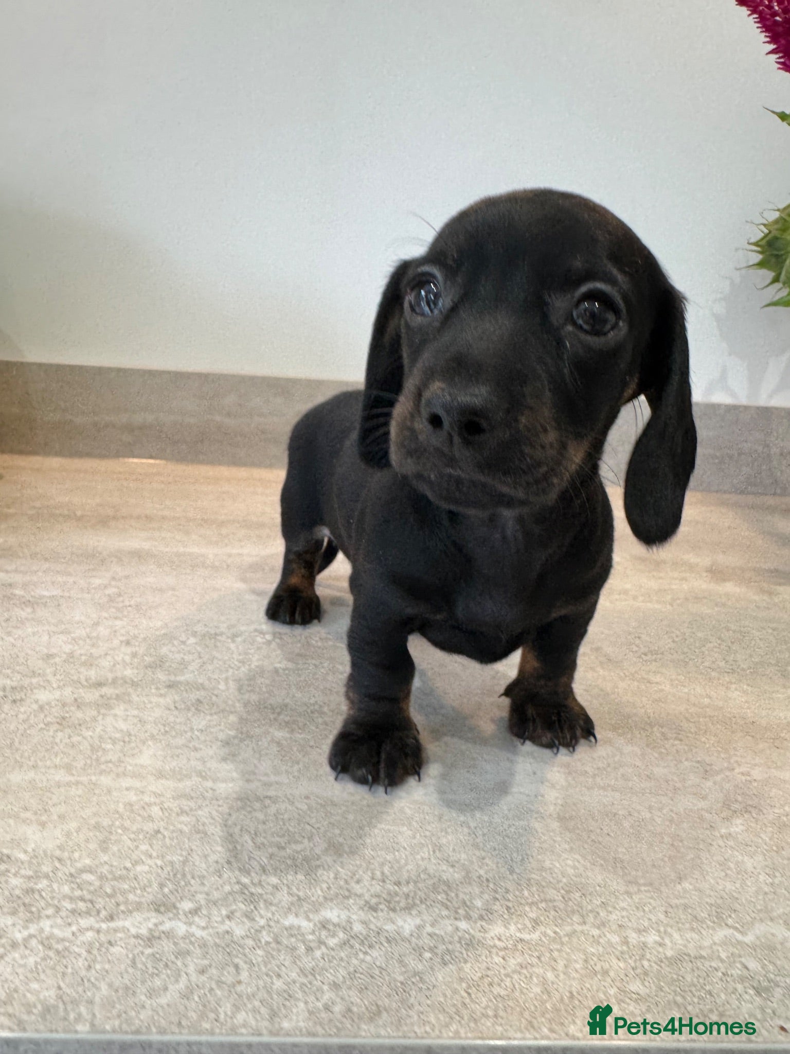 Miniature Dachshund dogs Stunning true mini KC Dachshund puppies - Advert 16