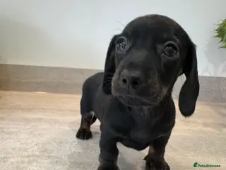 Miniature Dachshund dogs Stunning true mini KC Dachshund puppies - Advert 16