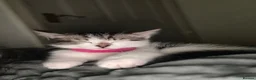 British Longhair cats for sale: British longhair kittens - Advert 12