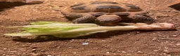 Tortoise reptiles for sale: Horsefeild Tortoise also know as russian tortoise  in Mansfield - Advert 4