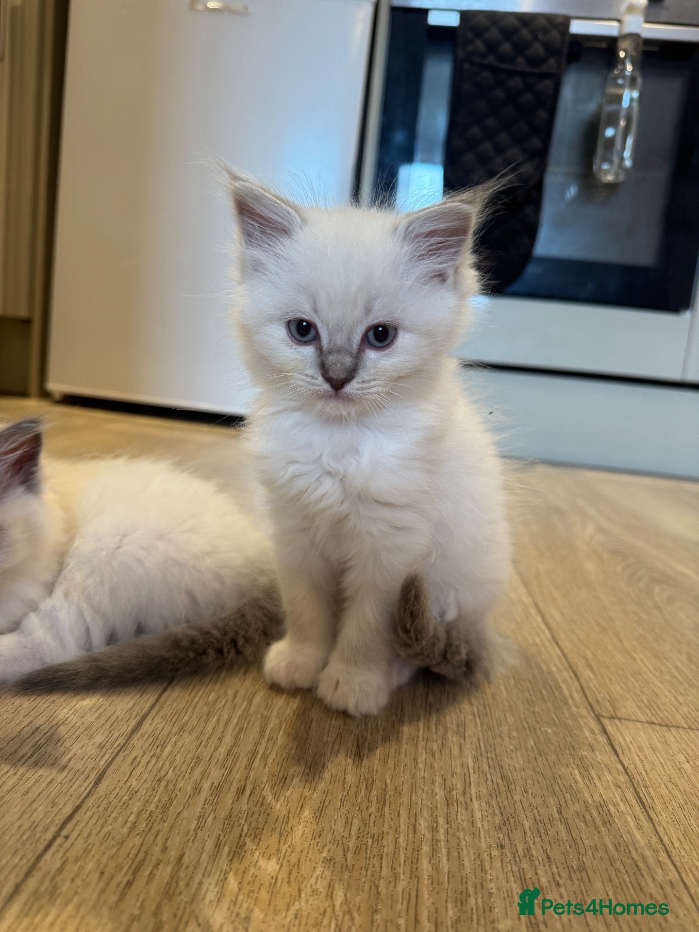 Ragdoll cats ❗️ONLY 4 LEFT❗️ 3 boy & 1 girl ragdoll - Advert 13