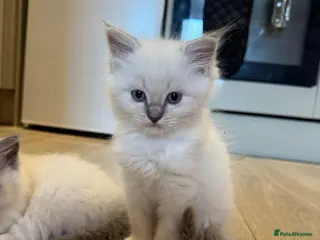 Ragdoll cats ❗️ONLY 4 LEFT❗️ 3 boy & 1 girl ragdoll - Advert 13