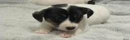 Jack Russell dogs for sale: Top Quality Jack Russell puppies  - Advert 3