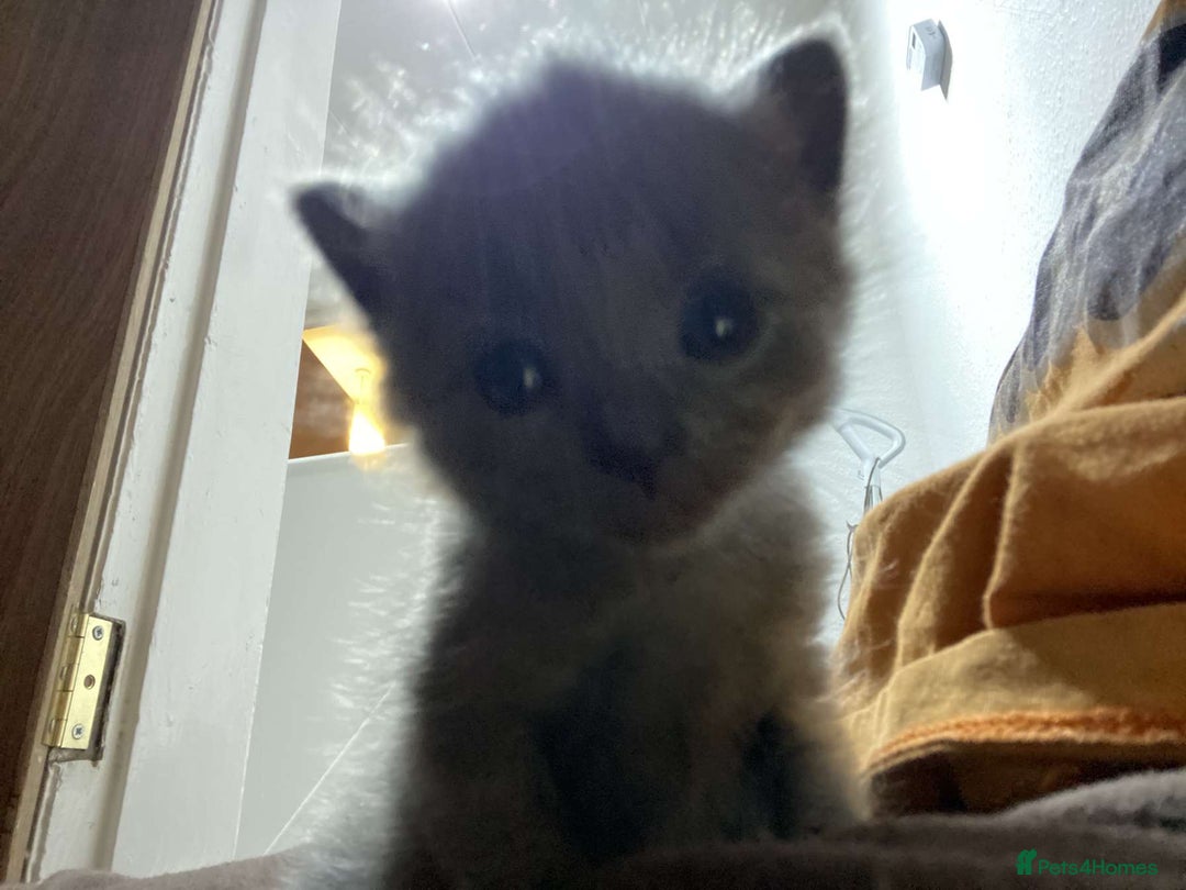 Mixed Breed cats for sale: Female Maine Coon x British Shorthair kitten - Image 10